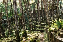 Vivero Verapaz